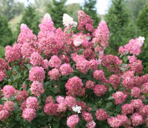 Fire Light Hydrangea