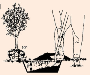 Image Digging Hole for New Tree