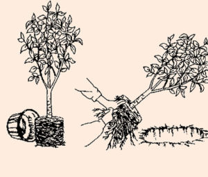 Image Planting New Tree