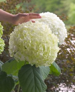 incrediball hydrangea in garden