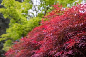 Japanese Maple Tree – "Delicate leaves and unique bark on a Red Dragon Japanese Maple tree