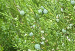 Juniper in Cincinnati, Ohio