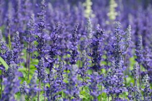 Lavender plants in a deer-resistant garden providing vibrant color and fragrance