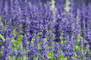 lavender in garden, Cincinnati, Ohio