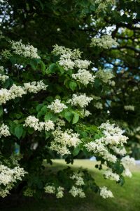 Ivory Silk Lilac Tree in Loveland, Ohio