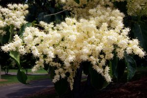 Japanese Lilac