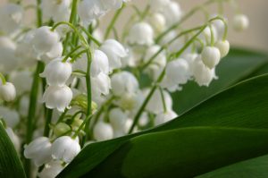 Lily of the Valley, a fragrant ground cover with white bell-shaped flowers for shade gardens in Cincinnati.