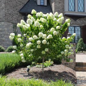 Hydrangea tree with large blooms supported by a stake in a sunny garden