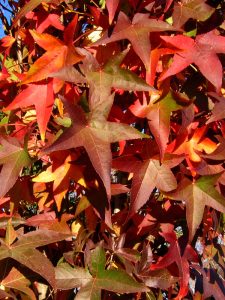 Sweetgum in Cincinnati, Ohio