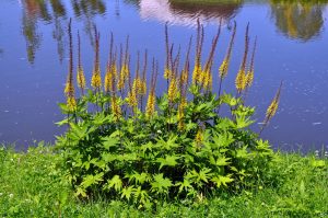 Ligularia plant with bold foliage and bright yellow flowers, perfect for shaded areas in Cincinnati gardens.