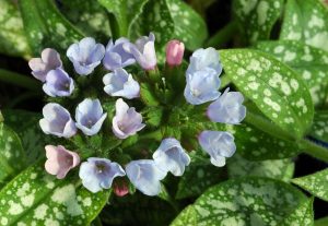 Lungwort with spotted foliage and raspberry-red flowers, thriving in shaded Cincinnati gardens.