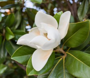 Magnolia Tree at Natorp's Nursery Outlet in Cincinnati, Ohio.