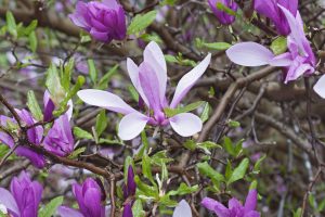 "Ann Magnolia with pinkish-purple, cup-shaped flowers blooming in early spring, compact tree for Cincinnati gardens