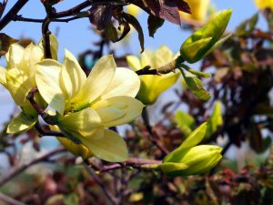 Butterflies Magnolia tree with tulip-shaped, lemon-scented yellow blooms, perfect for small Cincinnati yards