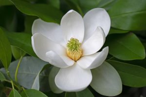 Bracken's Brown Beauty Southern Magnolia with large white blooms and dark green evergreen leaves, cold-tolerant for Cincinnati landscapes