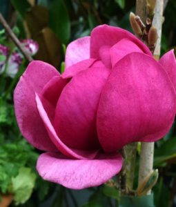 Black Tulip Magnolia Tree in Cincinnati, Ohio