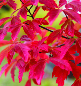 Feed a Tree in Cincinnati, Ohio