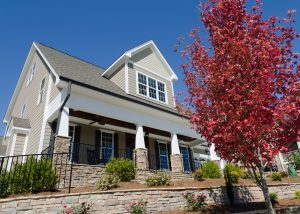 Maple Tree Planted at Home