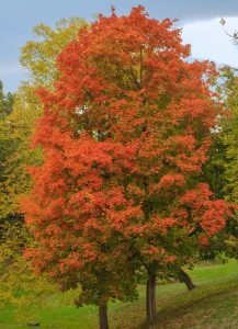 maple tree in autumn