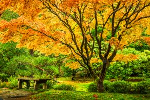 Japanese maple tree with golden fall foliage next to an empty bench