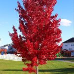 Autumn Blaze Maple at Natorp’s Nursery