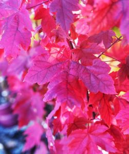 Autumn Blaze hybrid maple with vibrant red and orange leaves in a city park setting."