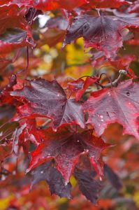 Norway Maple