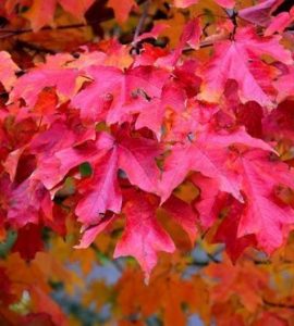 Fall Fiesta Maple Tree, Cincinnati, Ohio