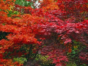 Japanese maple tree with vibrant red fall foliage in a Cincinnati garden
