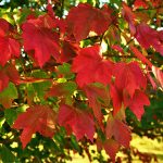 Red Maple tree with fall color in Cincinnati
