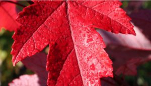 Redpointe Maple in Cincinnati, Ohio