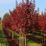 Trees with beautiful fall color in a Cincinnati yard