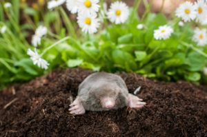 Moles in Garden in Cincinnati, Ohio