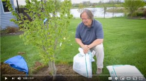 ron wilson mulching new trees