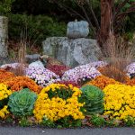 Colorful mums planted among ornamental grasses in a fall garden