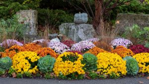 Colorful mums planted among ornamental grasses in a fall garden
