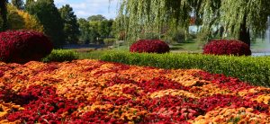 fall plants and trees, cincinnati,ohio