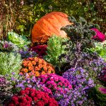 Fall garden with colorful mums, ornamental grasses and pumpkins in Greater Cincinnati