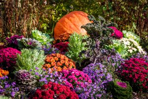 Colorful annual flowers at Natorp’s Nursery Outlet