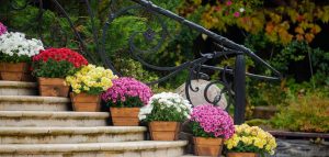Fall mums planted in Cincinnati garden