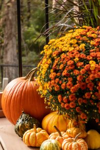 Bright yellow and orange mums blooming in a Cincinnati fall flower bed