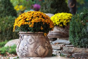 chrysanthemum in pots in Cincinnati, Ohio