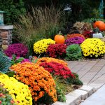 Colorful Natorp’s garden mums blooming in a Cincinnati fall garden