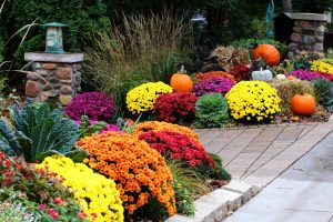 Colorful Natorp’s garden mums blooming in a Cincinnati fall garden