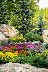 evergreen and fall plants