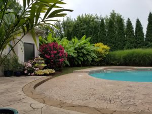 Northern Wonder Banana in Cincinnati garden