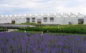 Natorps Nursery Perennials