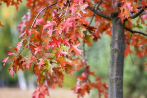 Quercus coccinea red leaves during autumn