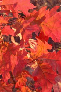 Scarlet Oak Tree