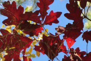 White Oak tree with deep green leaves and vibrant red-to-copper fall color, a native Cincinnati shade tree.